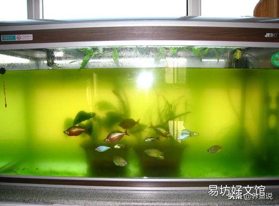 鱼缸的水变绿变浑怎么办(已解决)