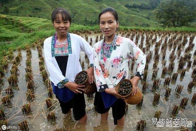 用地笼在池塘捉甲鱼放什么饵料,在广东潮州?