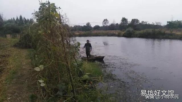 養草魚沒有草拿什么可以代替草？