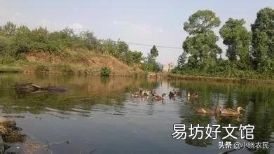 養草魚沒有草拿什么可以代替草？