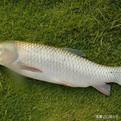 養草魚沒有草拿什么可以代替草？