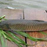 養草魚沒有草拿什么可以代替草？