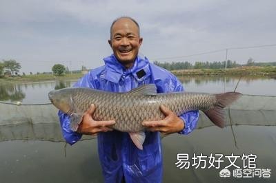 螺蛳青烂鳃肝细胞病变用什么药物?