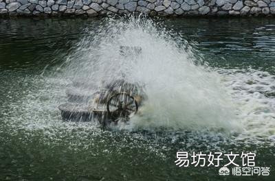 草鱼满塘跳是什么原因？