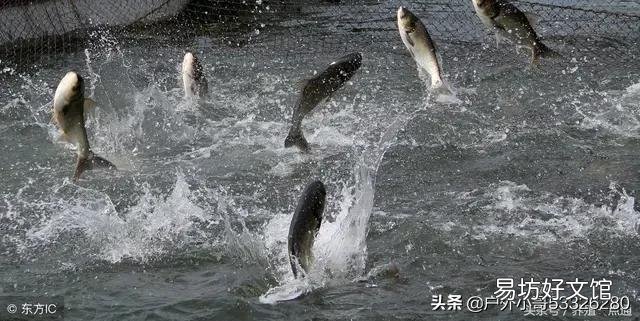 草鱼满塘跳是什么原因？