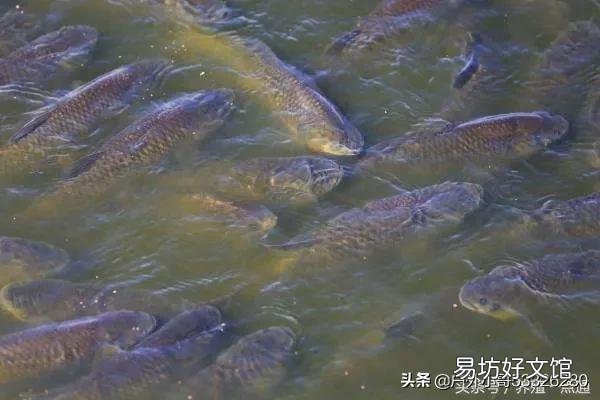 草鱼满塘跳是什么原因？
