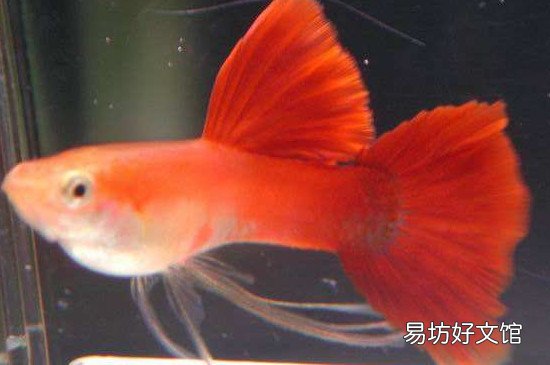 鱼缸的水刚换两天就浑浊什么原因 鱼缸水发白雾蒙蒙的怎么解决