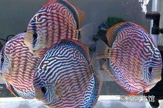 鱼缸的水刚换两天就浑浊什么原因 鱼缸水发白雾蒙蒙的怎么解决