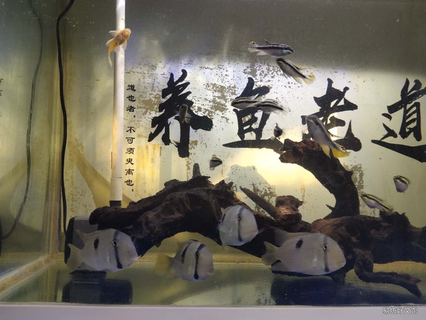 鱼缸的水刚换两天就浑浊什么原因 鱼缸水发白雾蒙蒙的怎么解决