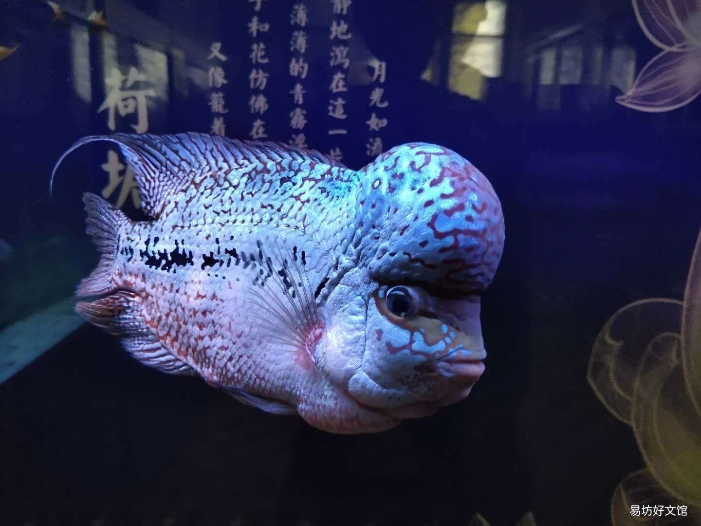 鱼缸的水刚换两天就浑浊什么原因 鱼缸水发白雾蒙蒙的怎么解决