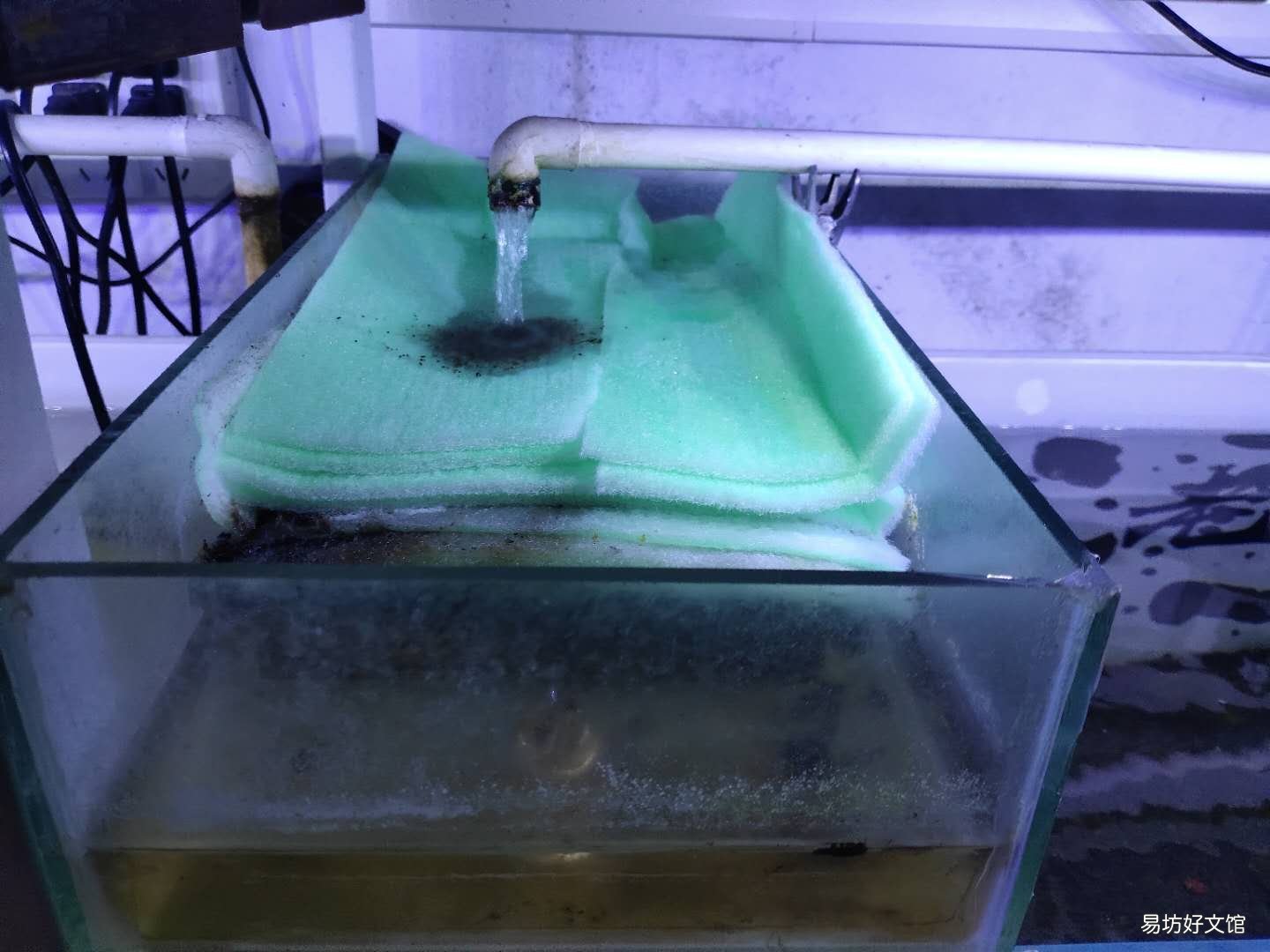 鱼缸的水刚换两天就浑浊什么原因 鱼缸水发白雾蒙蒙的怎么解决