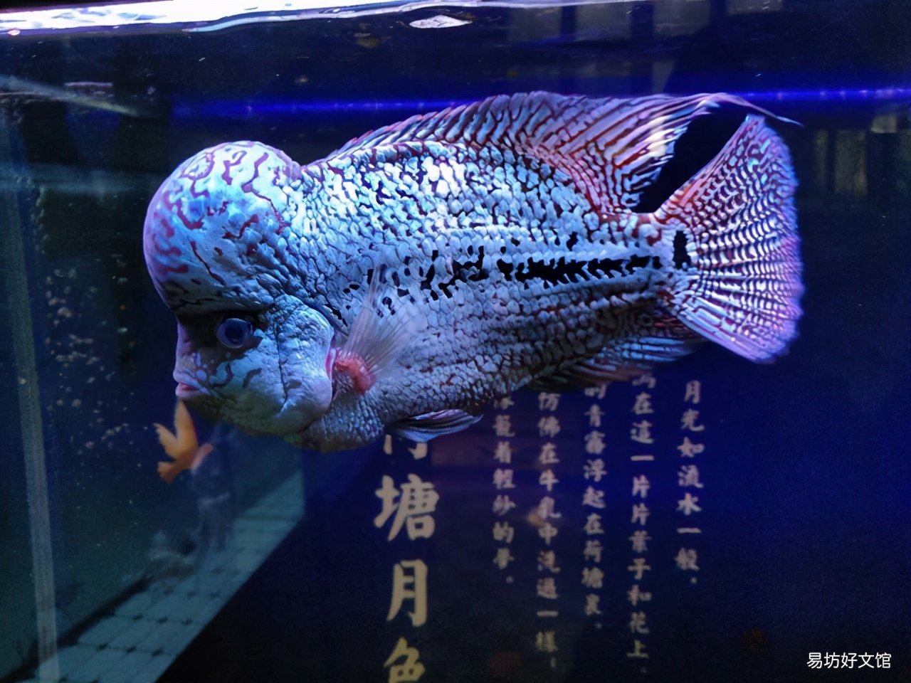 鱼缸的水刚换两天就浑浊什么原因 鱼缸水发白雾蒙蒙的怎么解决