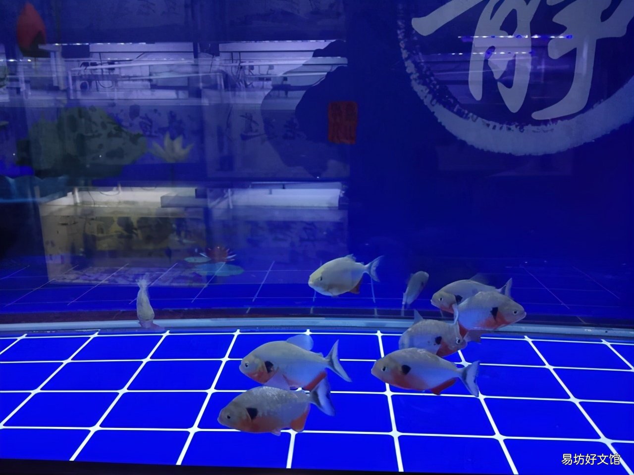 鱼缸的水刚换两天就浑浊什么原因 鱼缸水发白雾蒙蒙的怎么解决