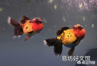 现在养金鱼的越来越多,去摆摊卖鱼怎么样?