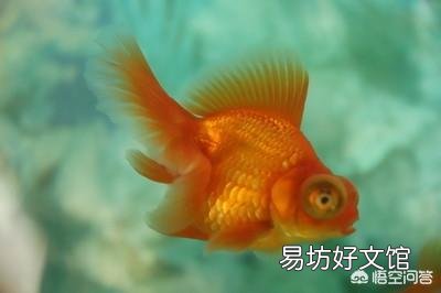 现在养金鱼的越来越多,去摆摊卖鱼怎么样?