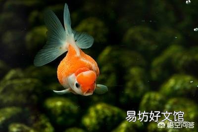 现在养金鱼的越来越多,去摆摊卖鱼怎么样?