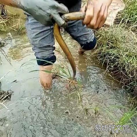 农村野生黄鳝生活的环境很复杂,一般都是生活在哪些地方?污水塘里有吗?