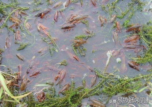 龙虾塘一亩要放多少花鲢鱼好?