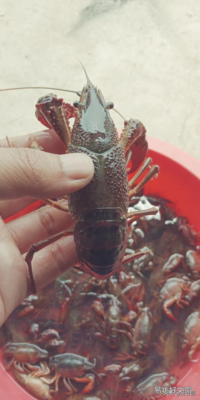 龙虾塘一亩要放多少花鲢鱼好?