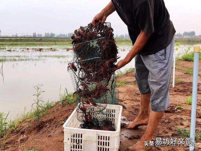 龙虾塘一亩要放多少花鲢鱼好?