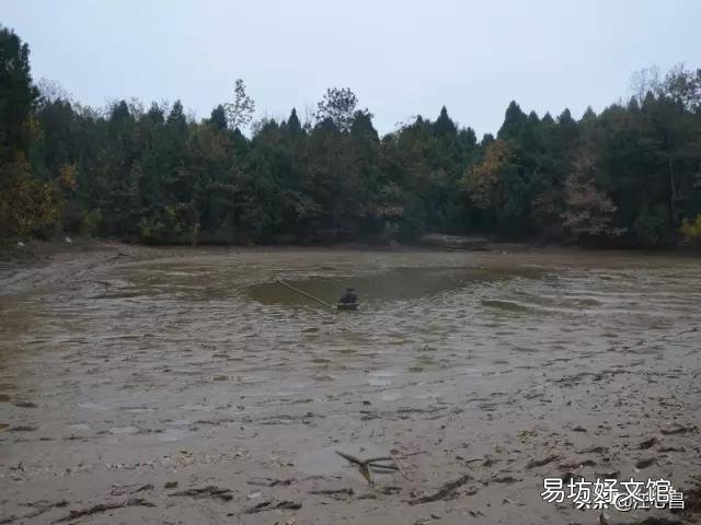 龙虾塘一亩要放多少花鲢鱼好?