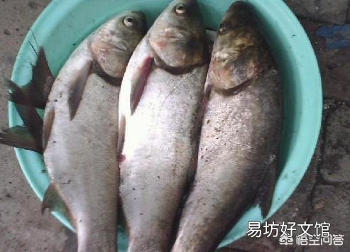 龙虾塘一亩要放多少花鲢鱼好?