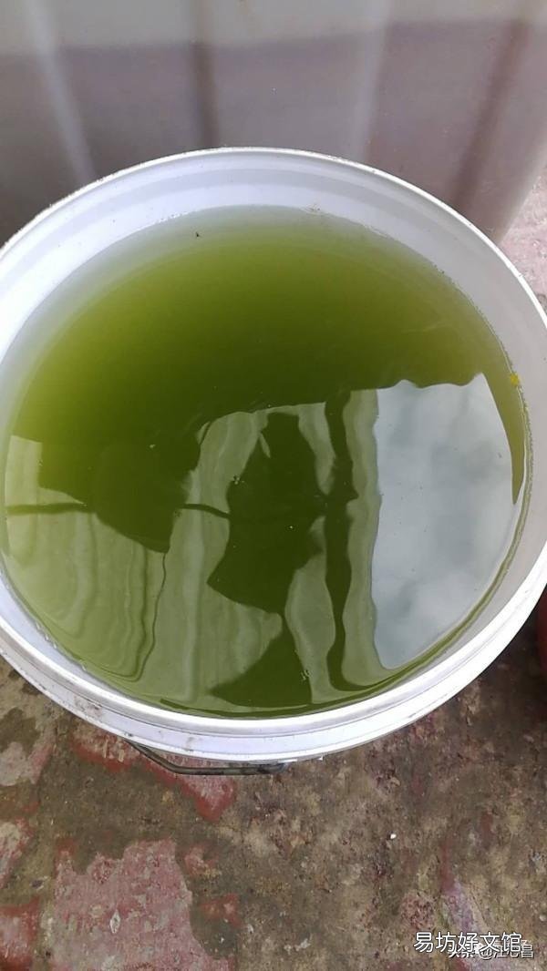 龙虾塘一亩要放多少花鲢鱼好?