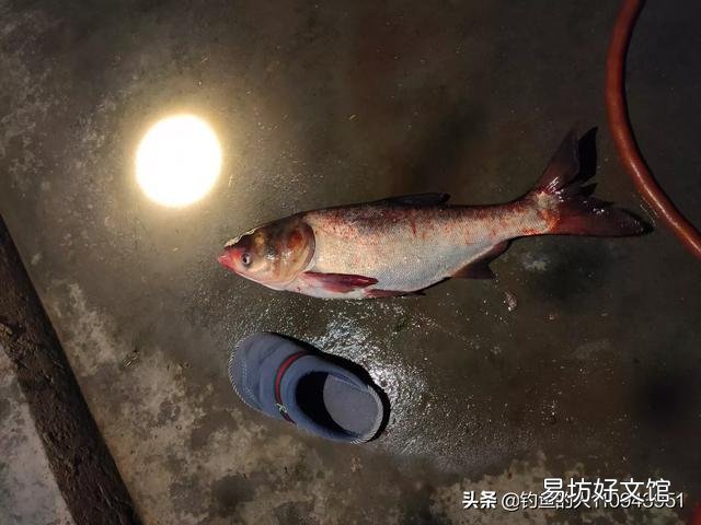 为什么养鱼池里会放养大量花白鲢?
