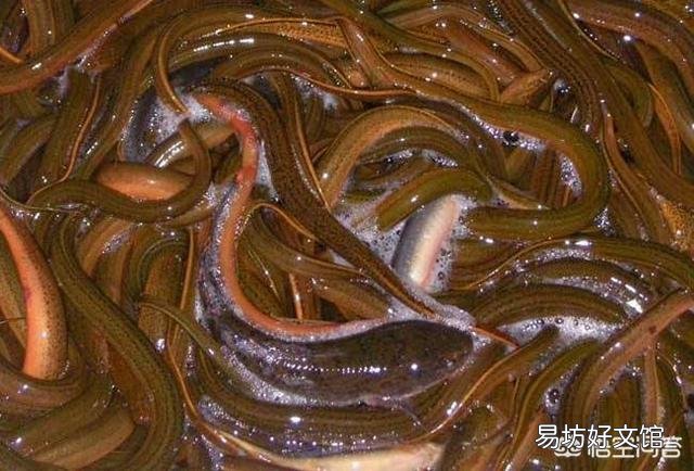 30亩黄鳝养殖场三年亏损60万，是否还有继续养殖的必要？