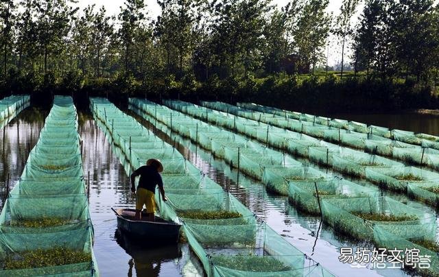 30亩黄鳝养殖场三年亏损60万，是否还有继续养殖的必要？
