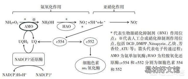 如何去除养殖亚硝酸？