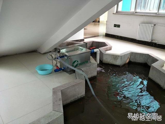 养锦鲤水不清，怎么办？