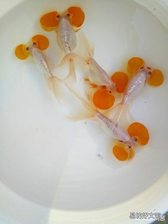 金鱼中的水泡怎么挑选，怎样才能养好呢？