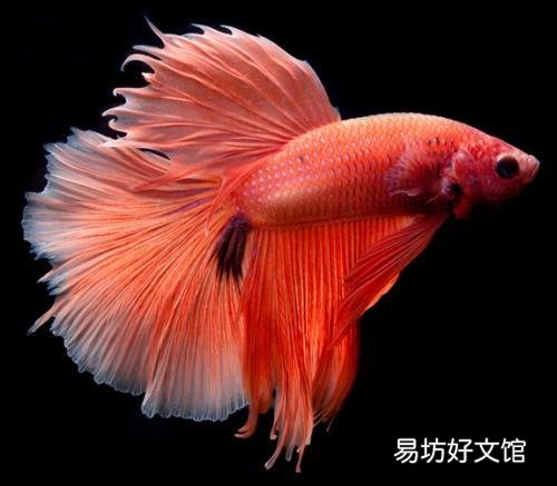 养什么鱼不用打氧?