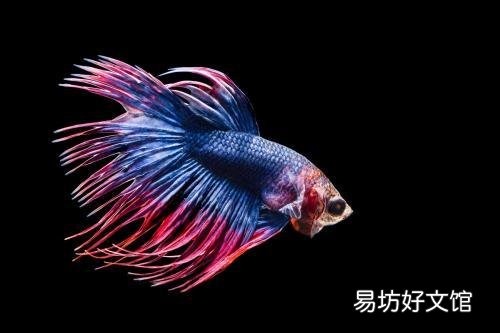 养什么鱼不用打氧?