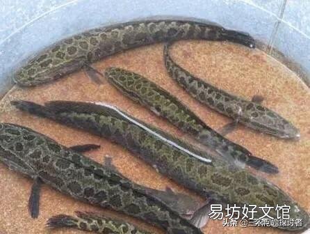 养什么鱼不用打氧?