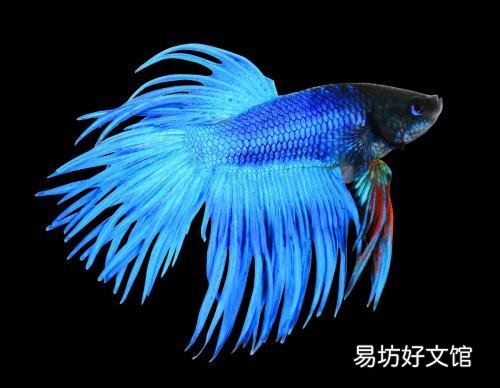 养什么鱼不用打氧?