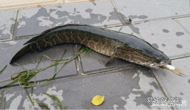 养什么鱼不用打氧?