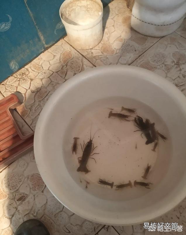 养什么鱼不用打氧?
