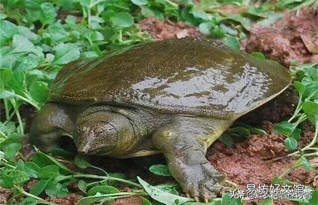 养什么鱼不用打氧?