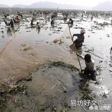 养殖过程中，水体为何浑浊？