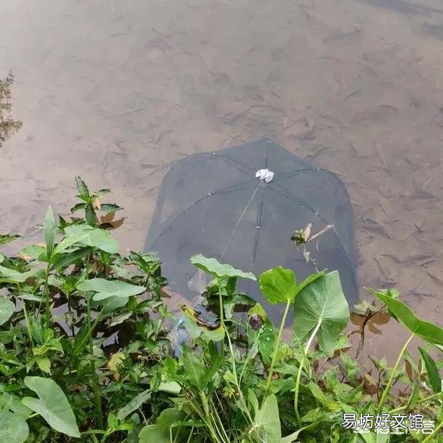 养殖过程中，水体为何浑浊？