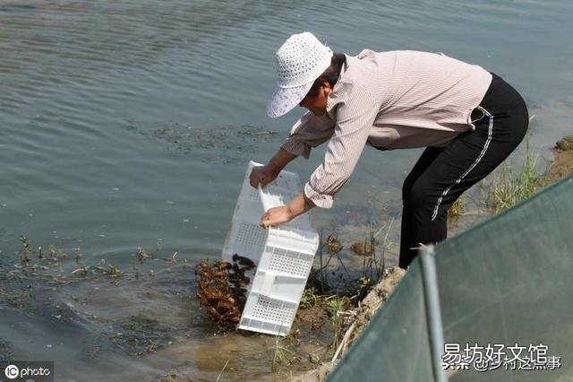 投放虾苗前，应该做好哪些准备工作？