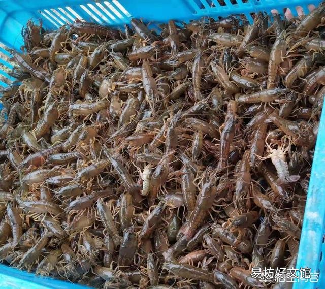 投放虾苗前，应该做好哪些准备工作？