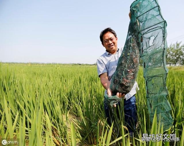 投放虾苗前，应该做好哪些准备工作？