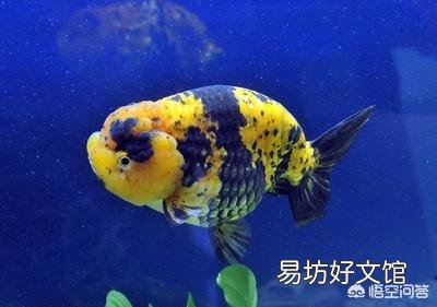 夏日什么时候给鱼缸里的鱼消毒最好？