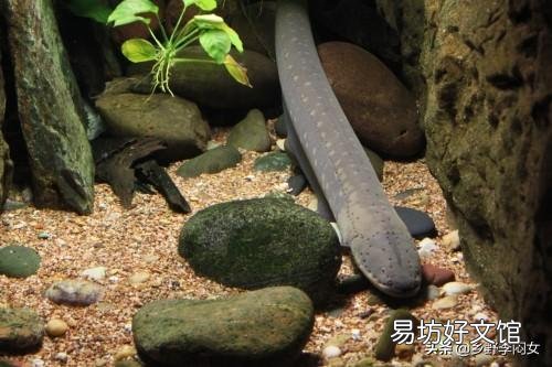 山泉水养殖的鱼好销吗?