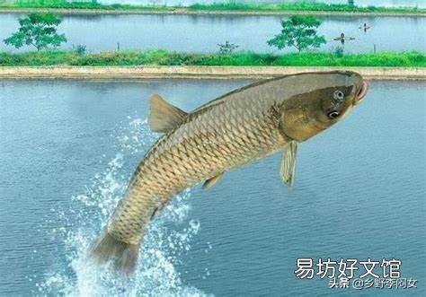 山泉水养殖的鱼好销吗?