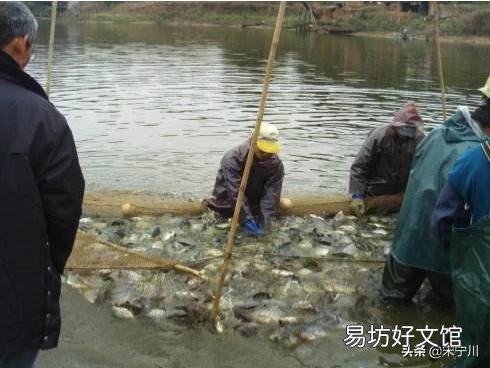 散养塘和专业鱼塘区别在哪?