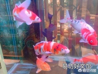 锦鲤鱼有一只眼球凸起还有坏烂能下药吗?
